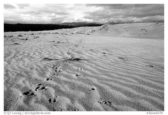 Caribou footprints and ripples in the Great Sand Dunes. Kobuk Valley National Park (black and white)