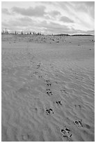 Animal tracks on the Great Sand Dunes. Kobuk Valley National Park, Alaska, USA. (black and white)