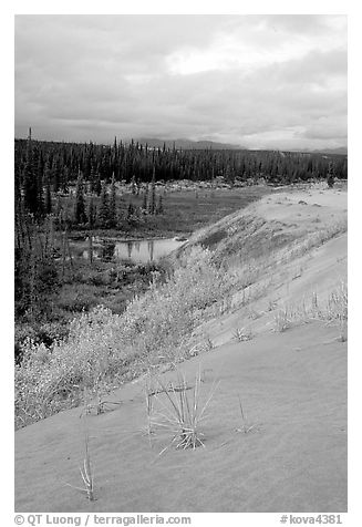 The edge of the Great Sand Dunes with the boreal taiga. Kobuk Valley National Park (black and white)