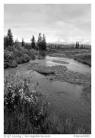 Kavet Creek and spruce trees. Kobuk Valley National Park (black and white)