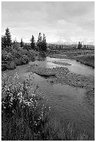 Kavet Creek and spruce trees. Kobuk Valley National Park, Alaska, USA. (black and white)