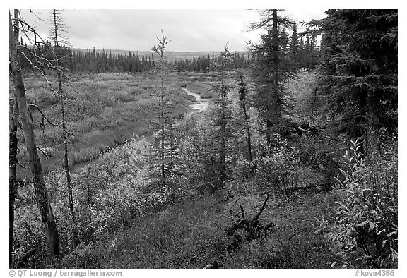 Autumn colors on boreal forest, Kavet Creek. Kobuk Valley National Park (black and white)