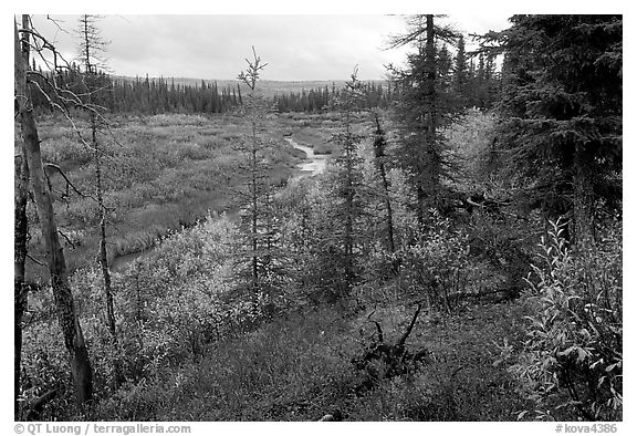 Autumn colors on boreal forest, Kavet Creek. Kobuk Valley National Park, Alaska, USA.