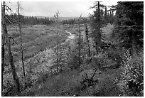 Autumn colors on boreal forest, Kavet Creek. Kobuk Valley National Park ( black and white)