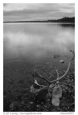 Dead caribou head on the river shore. Kobuk Valley National Park, Alaska, USA.