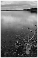 Dead caribou head on the river shore. Kobuk Valley National Park, Alaska, USA. (black and white)