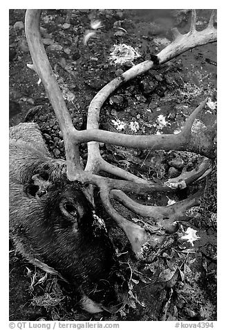 Caribou head discarded by hunters. Kobuk Valley National Park, Alaska, USA.