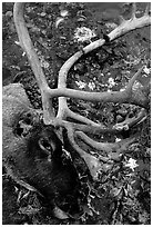 Caribou head discarded by hunters. Kobuk Valley National Park, Alaska, USA. (black and white)