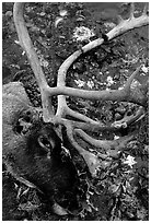 Caribou head discarded by hunters. Kobuk Valley National Park ( black and white)