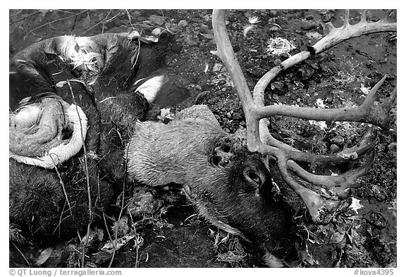 Dead caribou head discarded by hunters. Kobuk Valley National Park (black and white)