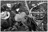 Dead caribou head discarded by hunters. Kobuk Valley National Park, Alaska, USA. (black and white)