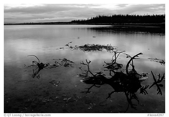 Caribou carcasses on Kobuk River shore. Kobuk Valley National Park (black and white)