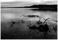 Caribou carcasses on Kobuk River shore. Kobuk Valley National Park, Alaska, USA. (black and white)