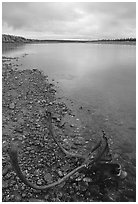 Dead caribou head on Kobuk River shore. Kobuk Valley National Park, Alaska, USA. (black and white)