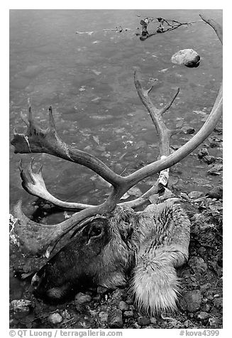 Dead caribou head discarded by hunters. Kobuk Valley National Park (black and white)