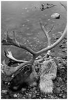 Dead caribou head discarded by hunters. Kobuk Valley National Park ( black and white)