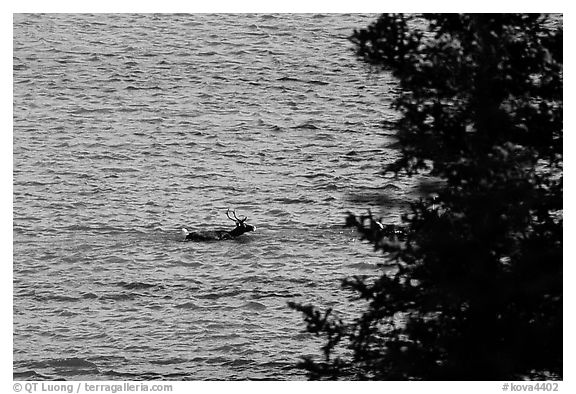 Spruce and lone caribou swimming across the river. Kobuk Valley National Park (black and white)