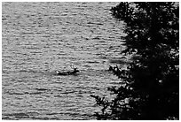 Spruce and lone caribou swimming across the river. Kobuk Valley National Park ( black and white)