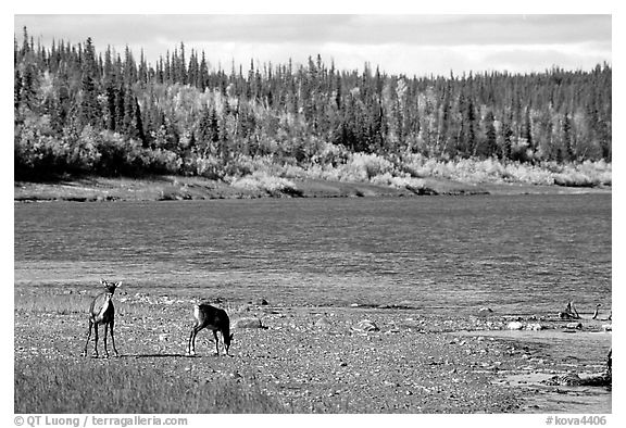 Young caribou on the shores of the river. Kobuk Valley National Park (black and white)