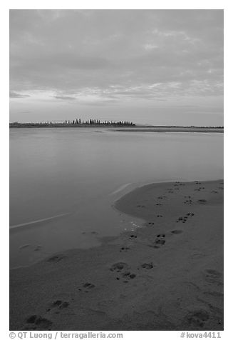 Caribou tracks on  shore of Kobuk River, evening. Kobuk Valley National Park, Alaska, USA.