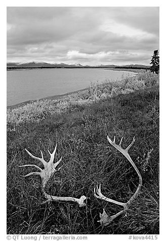 Caribou antlers, tundra, and river. Kobuk Valley National Park (black and white)