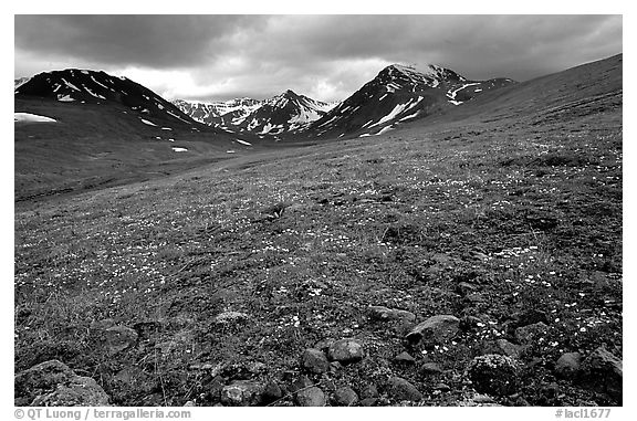 Green valley with alpine wildflowers and snow-clad peaks. Lake Clark National Park, Alaska, USA.