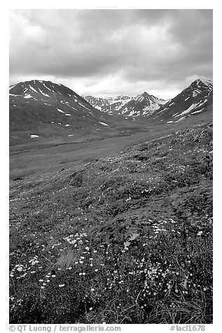 Valley with wildflowers, between Turquoise Lake and Twin Lakes. Lake Clark National Park (black and white)