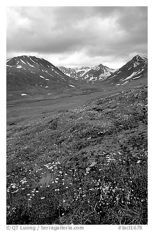 Valley with wildflowers, between Turquoise Lake and Twin Lakes. Lake Clark National Park, Alaska, USA.