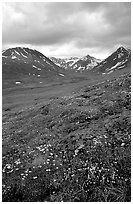 Valley with wildflowers, between Turquoise Lake and Twin Lakes. Lake Clark National Park, Alaska, USA. (black and white)