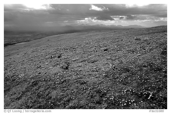 Tundra near Twin Lakes. Lake Clark National Park (black and white)