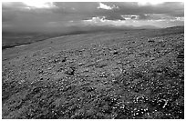 Tundra near Twin Lakes. Lake Clark National Park ( black and white)