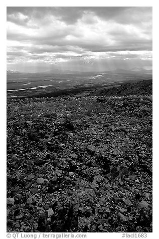 Tundra with forget-me-nots and stormy skies. Lake Clark National Park (black and white)