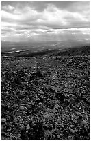 Tundra with forget-me-nots and stormy skies. Lake Clark National Park ( black and white)