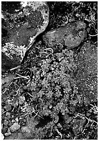 Forget-me-nots. Lake Clark National Park, Alaska, USA. (black and white)