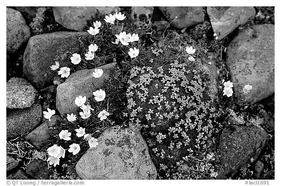 Alpine wildflowers. Lake Clark National Park, Alaska, USA.