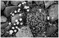 Alpine wildflowers. Lake Clark National Park, Alaska, USA. (black and white)