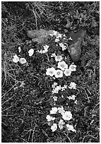 Alpine wildflowers close-ups. Lake Clark National Park ( black and white)