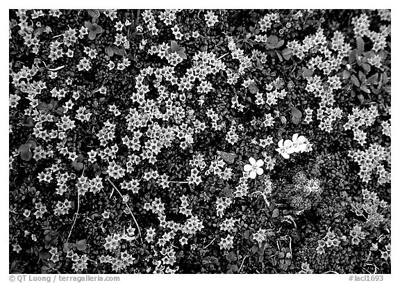 Tundra alpine wildflowers. Lake Clark National Park (black and white)