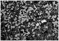 Tundra alpine wildflowers. Lake Clark National Park, Alaska, USA. (black and white)