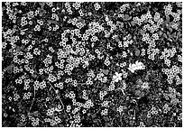 Tundra alpine wildflowers. Lake Clark National Park ( black and white)