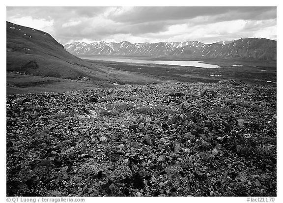 Tundra with blue forget-me-nots and Twin Lakes. Lake Clark National Park (black and white)