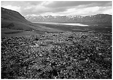 Tundra with blue forget-me-nots and Twin Lakes. Lake Clark National Park, Alaska, USA. (black and white)