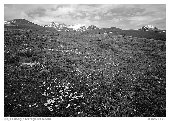 Green tundra slopes with alpine wildflowers and mountains. Lake Clark National Park, Alaska, USA.