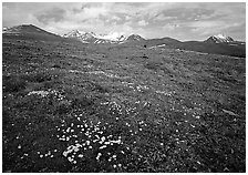 Green tundra slopes with alpine wildflowers and mountains. Lake Clark National Park, Alaska, USA. (black and white)