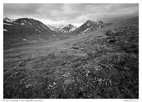 Wildflowers, valley and mountains. Lake Clark National Park, Alaska, USA.