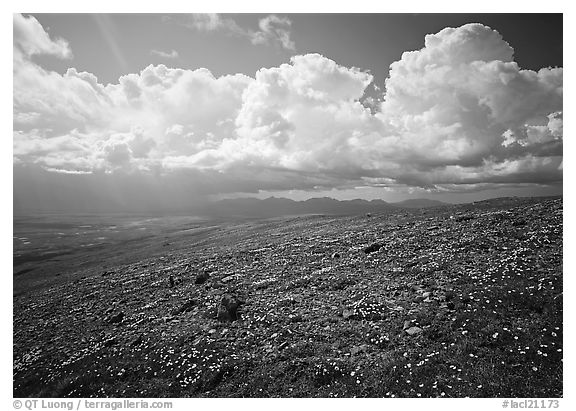 Tundra, wildflowers, and puffy white storm clouds. Lake Clark National Park, Alaska, USA.