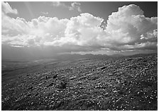 Tundra, wildflowers, and puffy white storm clouds. Lake Clark National Park, Alaska, USA. (black and white)