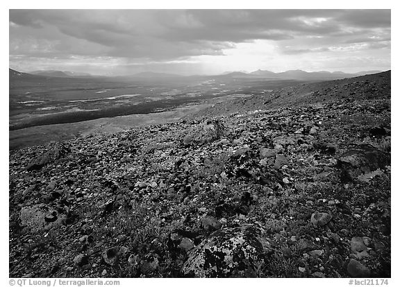 Tundra with forget-me-nots and Twin Lakes. Lake Clark National Park, Alaska, USA.