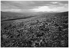 Tundra with forget-me-nots and Twin Lakes. Lake Clark National Park ( black and white)