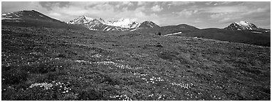 Wildflowers, tundra, and mountains. Lake Clark National Park (Panoramic black and white)
